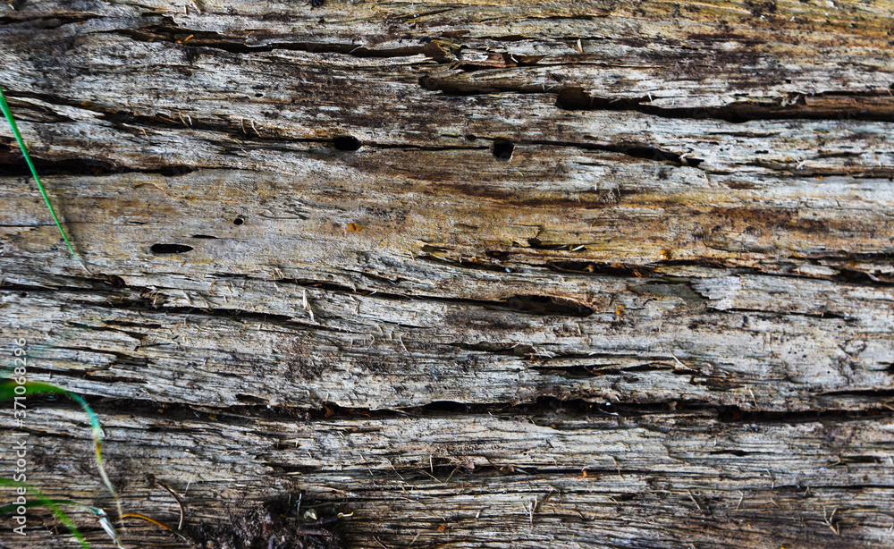 tree bark texture tree bark texture
