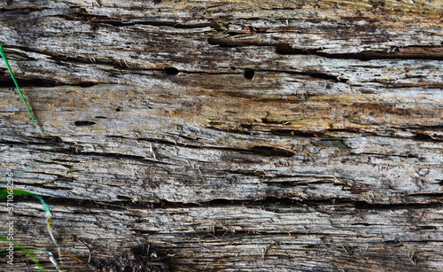 tree bark texture