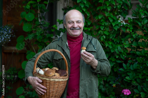 Fototapeta Old caucasian man gathers mushrooms showing a cep from basket.