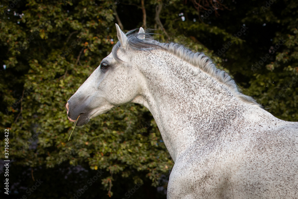 Obraz premium Temperamentvoller Lusitano
