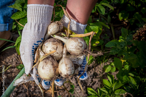 A bright sunny day. Harvesting ripe white onions. Human hands in cotton mittens.