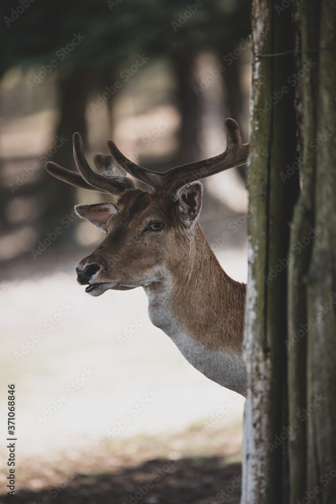 Hirsch im Wald Hirsch im Wald