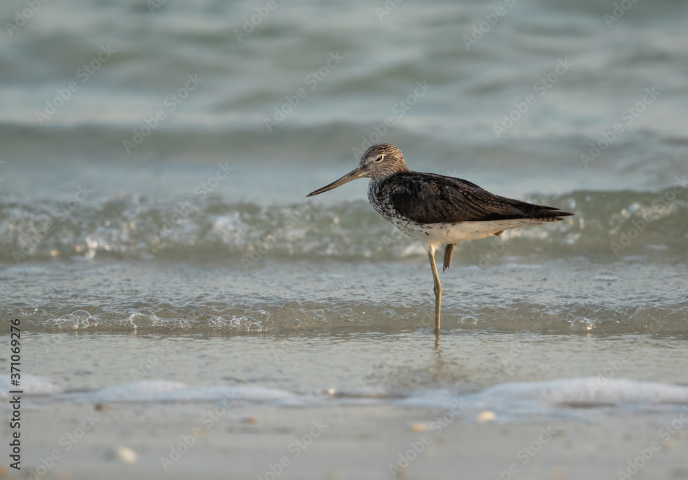 Common greenshank at Busaiteen coast, Bahrain Common greenshank at Busaiteen coast, Bahrain
