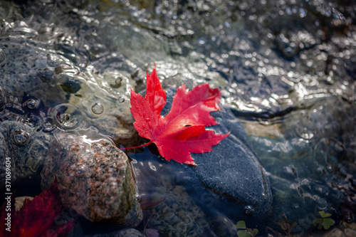 Maple leaf on stones with water background