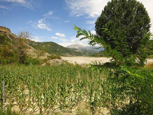 Reed in river bed close to Gramsh, Albania photo