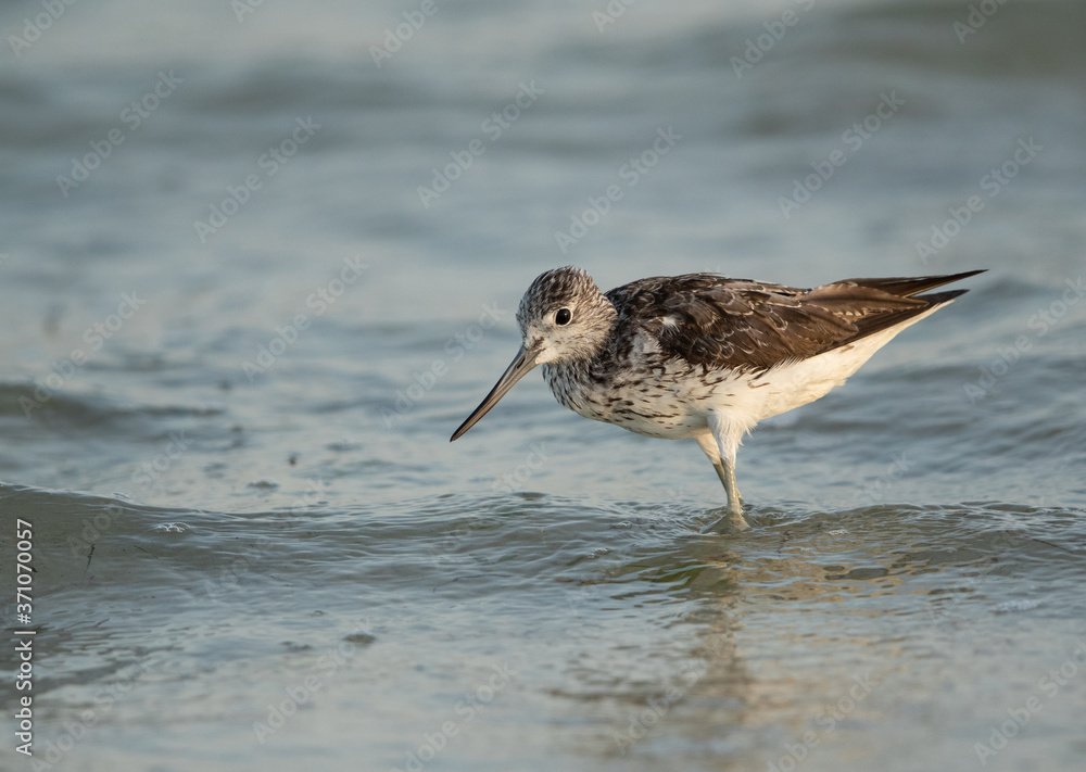 Common greenshank feeding at Busaiteen coast, Bahrain Common greenshank feeding at Busaiteen coast, Bahrain