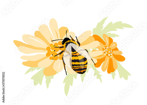 Western honey bee pollinating a daisy flower. Extracts nectar from a sunflower. Can be used for National Honey Bee Day poster, greeting card or banner. Isolated on white 