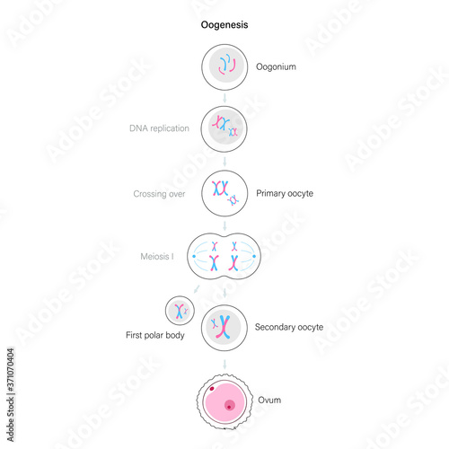 Reproductive system concept