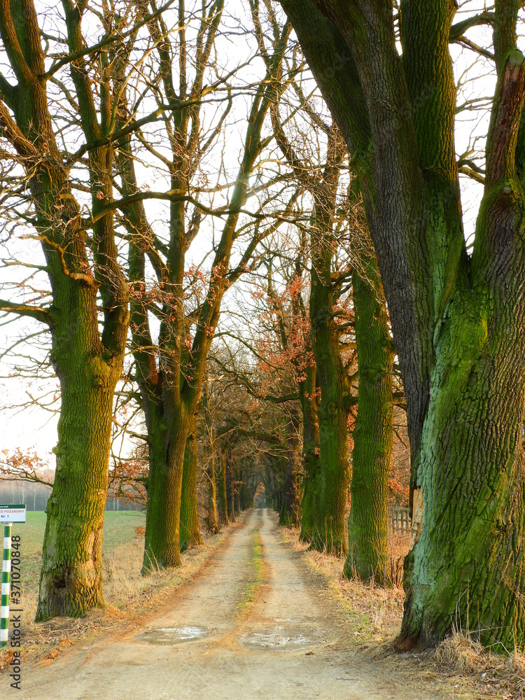 Naklejka premium leśna droga