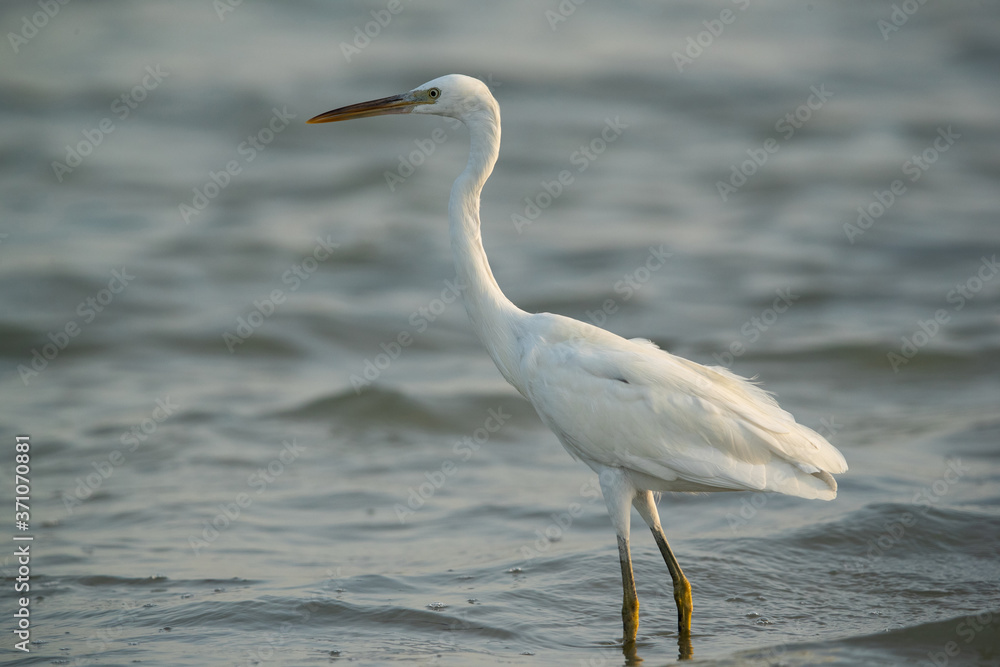 The western reef heron at Busaiteen coast, Bahrain The western reef heron at Busaiteen coast, Bahrain