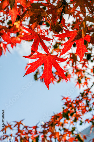 Close up of maple leaf