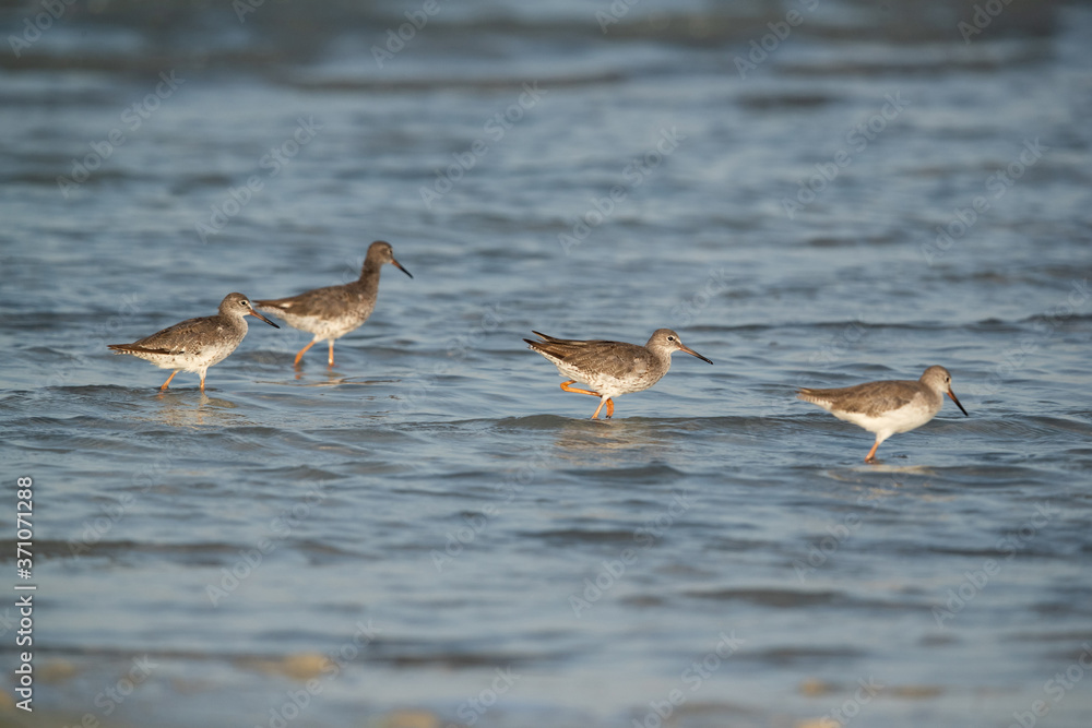 Redshanks in the Busaiteen coast, Bahrain Redshanks in the Busaiteen coast, Bahrain