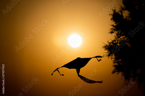 Fototapeta Naklejka Na Ścianę i Meble -  Silhouette of a kite in the sky at orange sunset in summer.