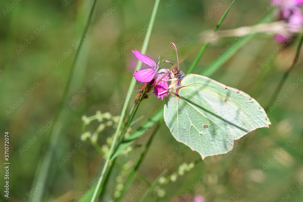 Butterfly drinking nectar from field flower Butterfly drinking nectar from field flower