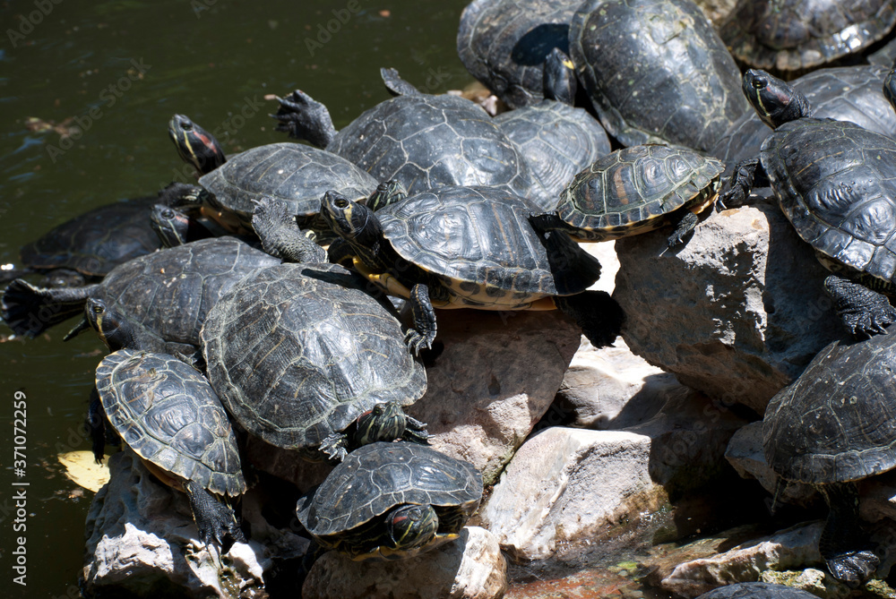 National Gardens, Athens, Greece, May 2020: The turtles at National/Royal gardens during the coronavirus quarantine 