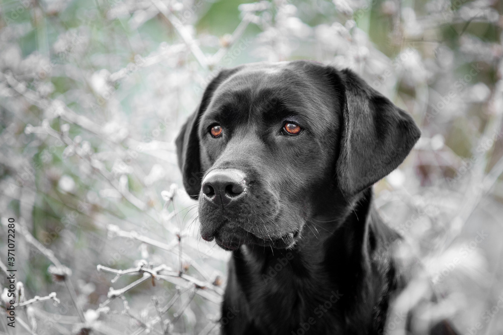 Portrait schwarzer Labrador Retriever Portrait schwarzer Labrador Retriever