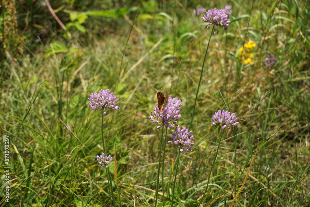 Obraz premium Chives with argynnis paphia on wild flower meadow