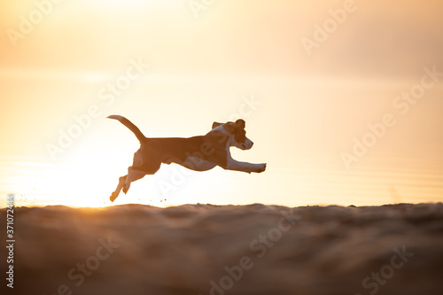 Beagle springt im Sonnenuntergang