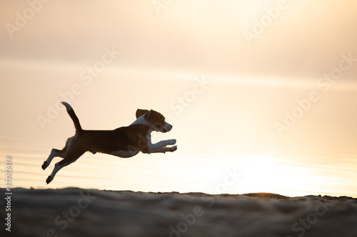 Beagle springt im Sonnenuntergang