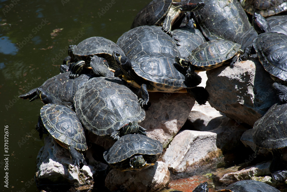 Fototapeta premium National Gardens, Athens, Greece, May 2020: The turtles at National/Royal gardens during the coronavirus quarantine 