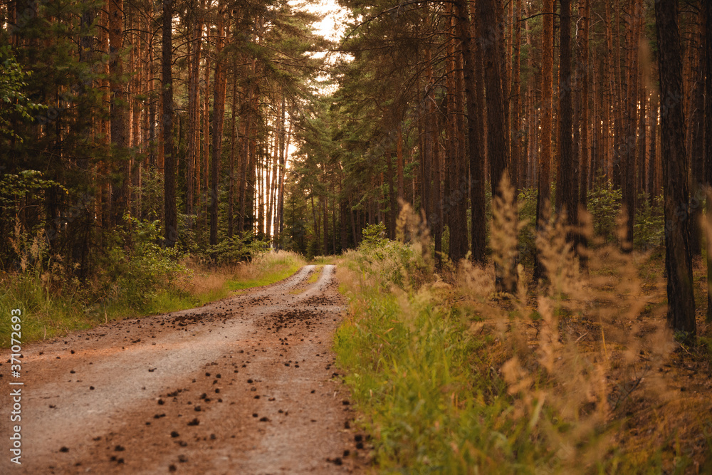 road in the forest road in the forest