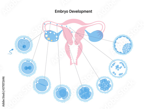 Reproductive system concept
