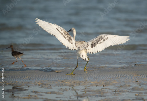 The western reef heron white morphed at Busiateen coast, Bahrain 