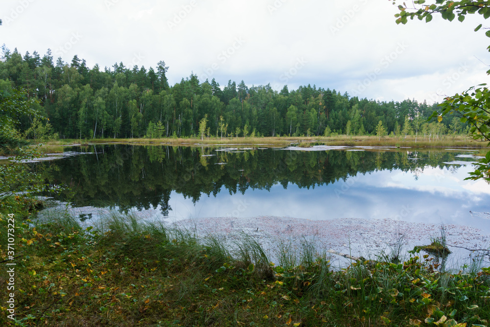 Obraz premium lake in the forest