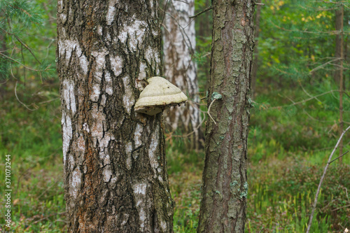 Mushroom toadstool in fallen dry leaves. A close-up of a mushroom. Nature, forest.