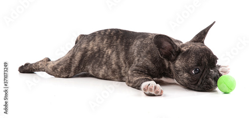 Obraz na plátně French bulldog puppy lying withe ball