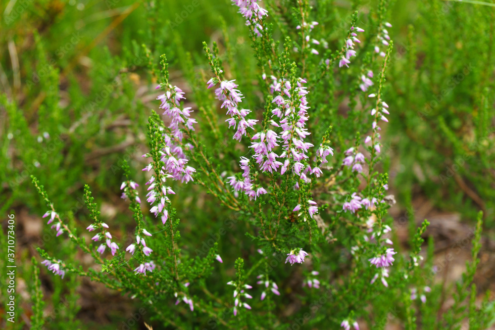 An undersized fragrant shrub or shrub of flowering thyme. A beautiful photo of small blue flowers against the background of the forest. A useful herb used in folk medicine and for flavoring. An undersized fragrant shrub or shrub of flowering thyme. A beautiful photo of small blue flowers against the background of the forest. A useful herb used in folk medicine and for flavoring.