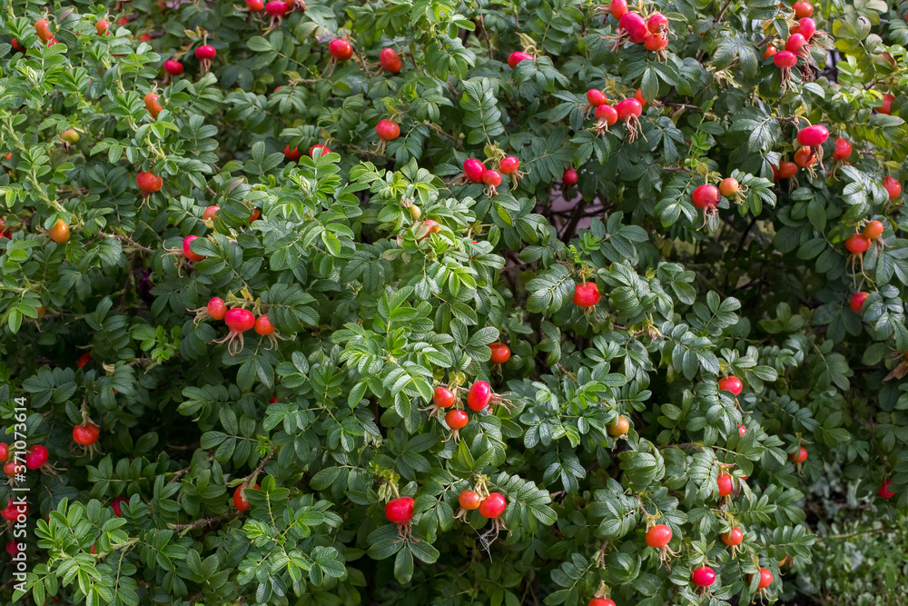 Rose hip bush with berries at summer time. (Rósa rugósa) Rosehip wrinkled