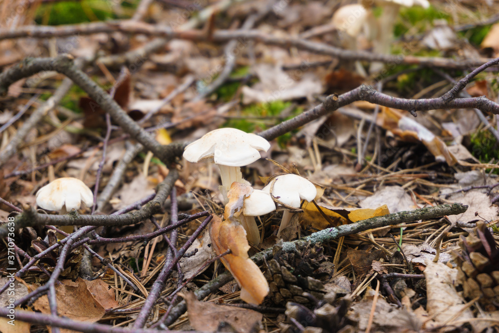 Forest nature photography of autumn toadstool, mushroom in green grass and falling leaves, environment in September Forest nature photography of autumn toadstool, mushroom in green grass and falling leaves, environment in September