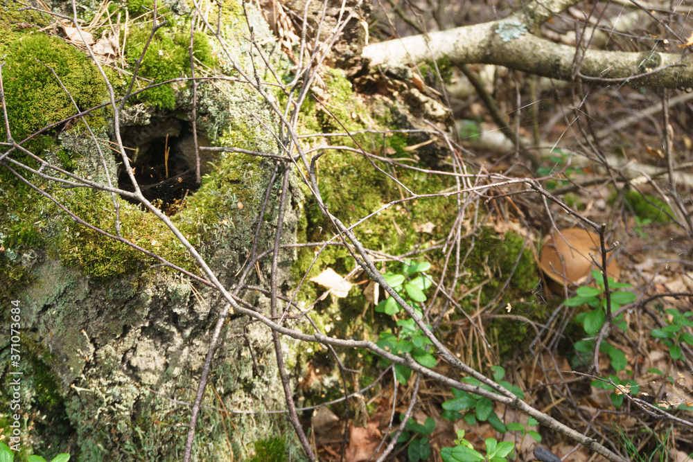 Obraz premium A large hollow pine stump overgrown with moss and green foliage. Serves as a bird nest and animal shelter. Selective focus, shallow depth of field