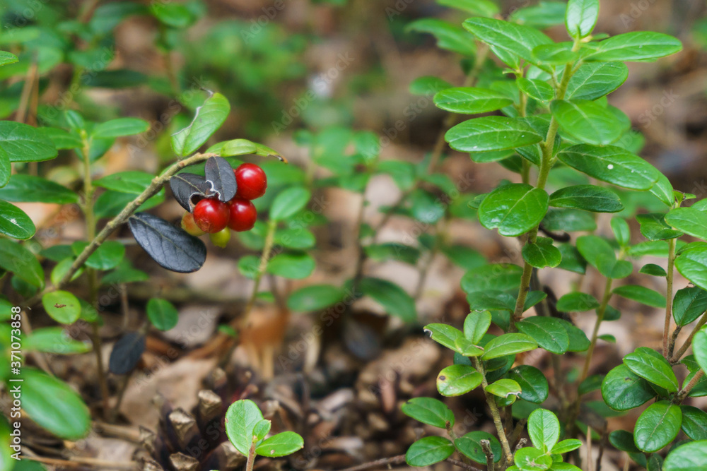 Red lingonberry cranberries growing in moss in the forest Red lingonberry cranberries growing in moss in the forest