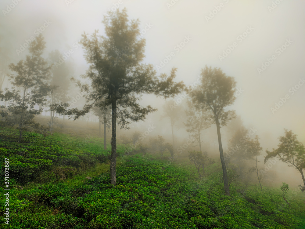 misty morning in the tea estate