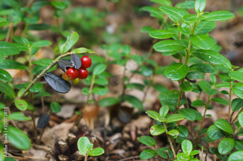 Red lingonberry cranberries growing in moss in the forest