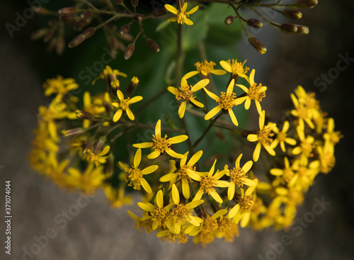 Floral. Closeup view of a Senecio petasitis, also known as Velvet Groundsel, winter blooming flowers of yellow petals. photo