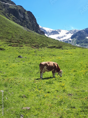 Kuh auf einer Bergwiese in den Alpen
