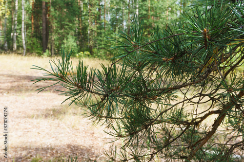 pine cones on the ground