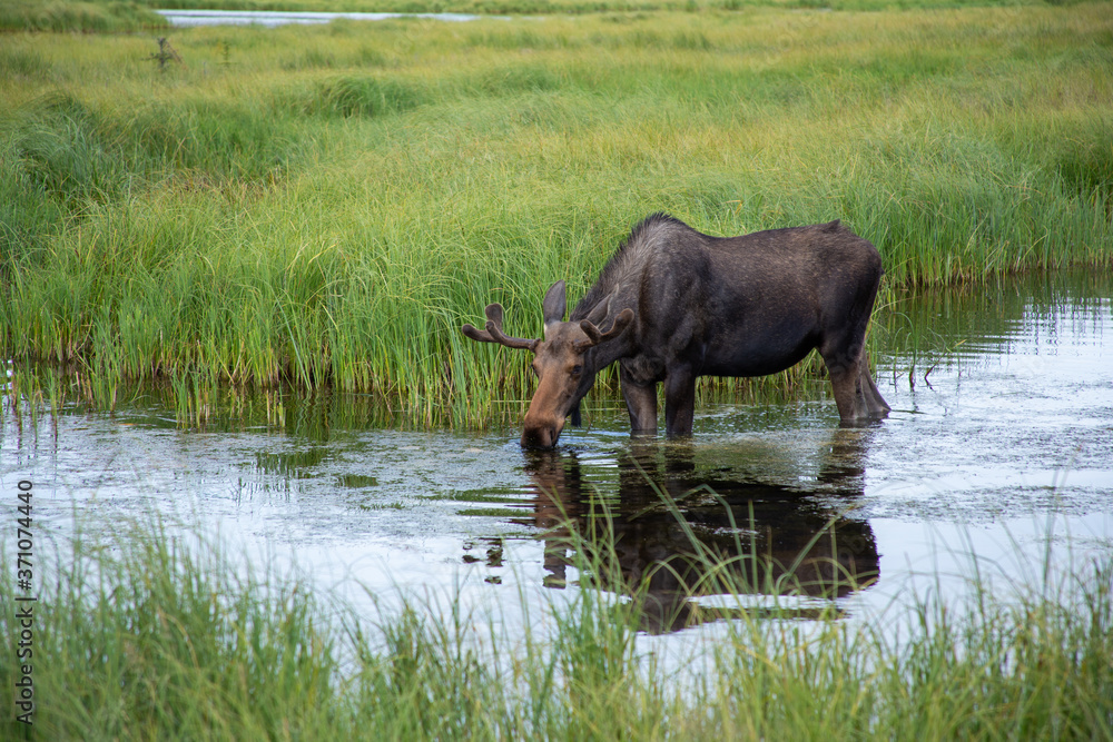 Fototapeta premium Moose drinking water in a marsh