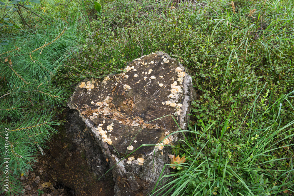 Little mushrooms on an old stump in the forest. Natural nature background with grass and fern.