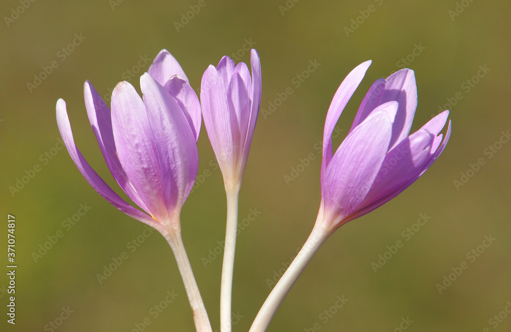 Purple flowers of autumn crocus, Colchicum autumnale
Purple flowers of autumn crocus, Colchicum autumnale