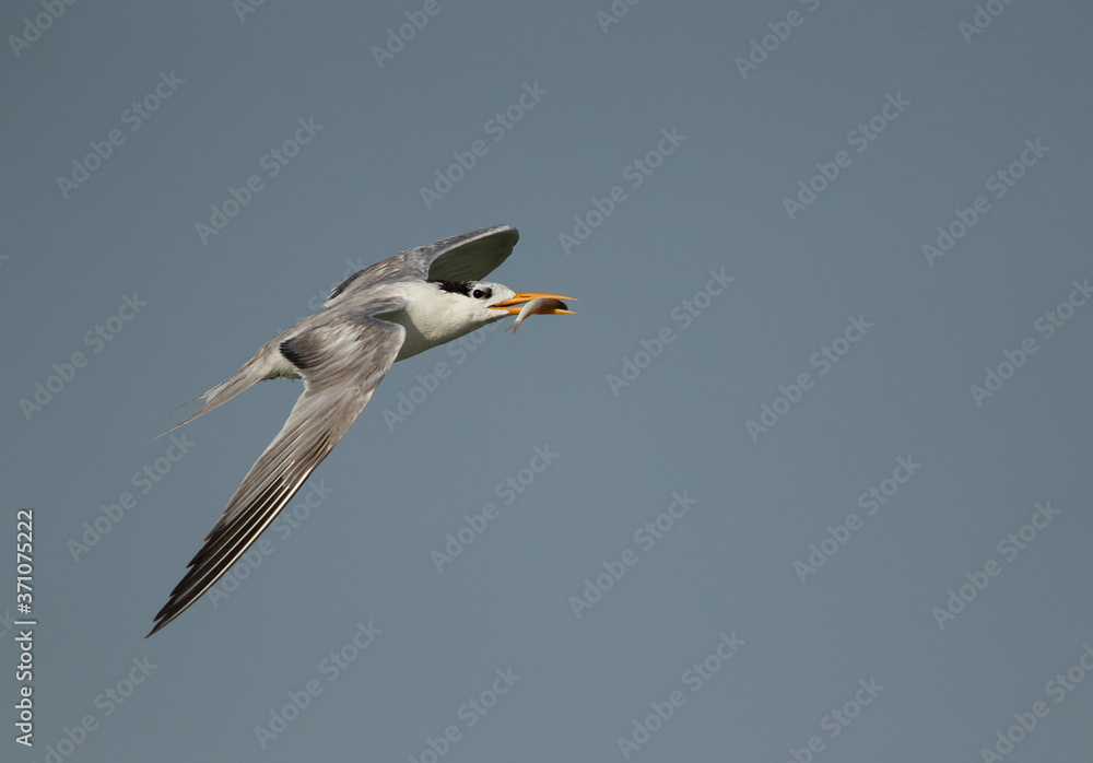 Fototapeta premium Greater crested tern with fish at Busaiteen coast, Bahrain