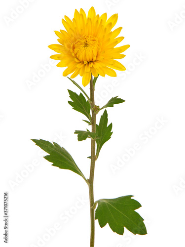 Single yellow chrysanthemum flower isolated on white