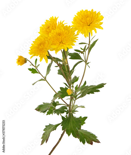 Yellow chrysanthemum flowers bouquet isolated on white 