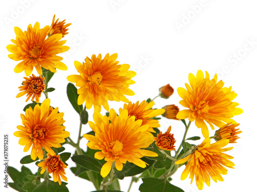 Fényképezés Yellow orange chrysanthemum flowers and blank space