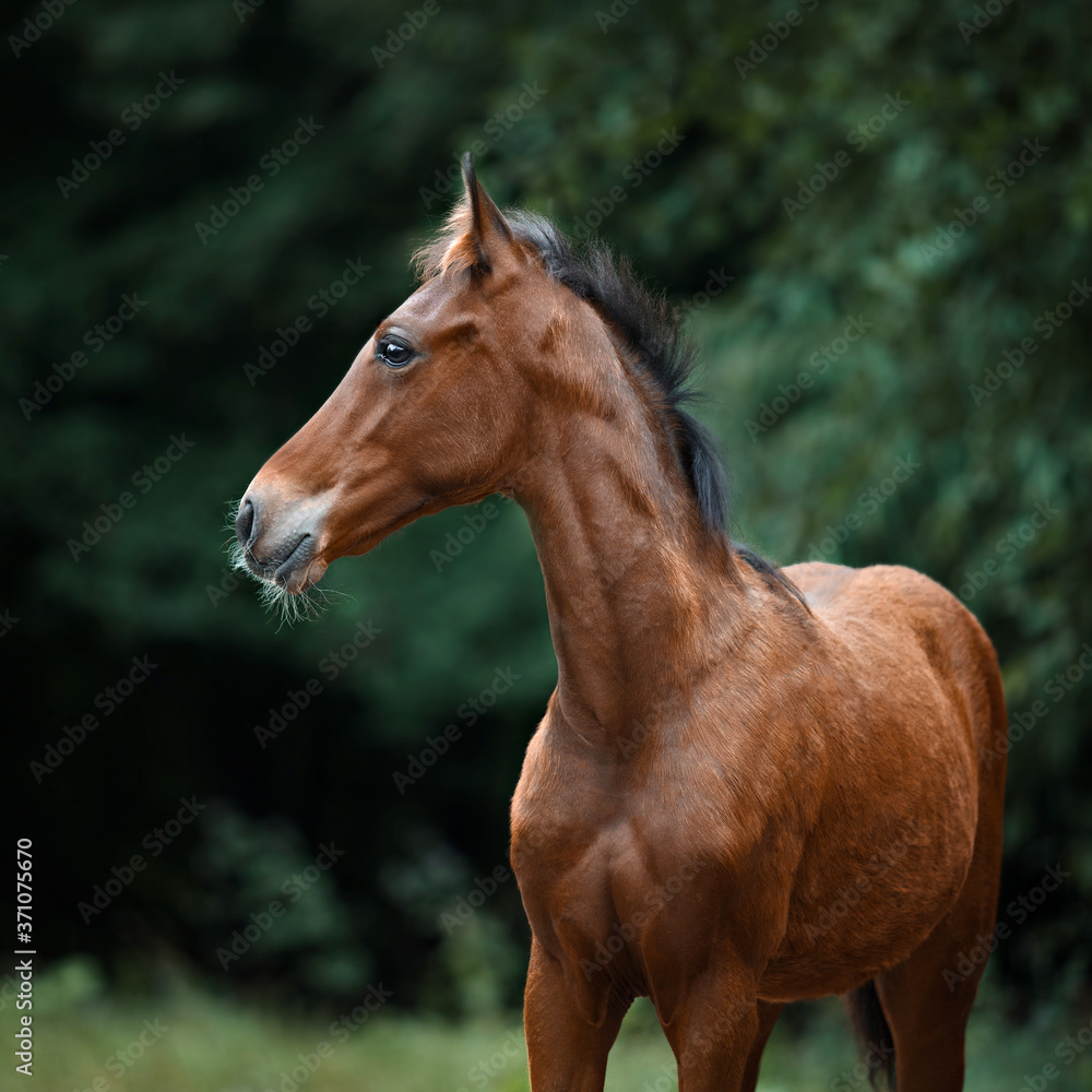 Fototapeta premium a brown foal with a white spot does not dare to leave the stall in the field