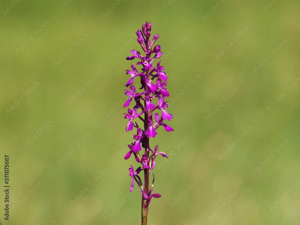 Obraz premium Purple flower of Elegant marsh orchid, Orchis palustris ssp. Elegans 