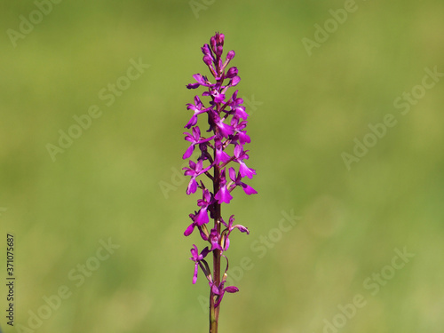 Purple flower of Elegant marsh orchid, Orchis palustris ssp. Elegans
 photo